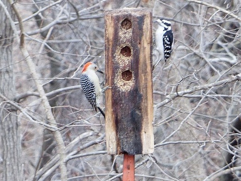 WOODPECKERS-ON-FEEDER